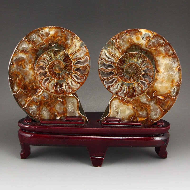 Natural Sea Conch Fossil Specimens (1 of 8)