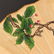 Chinese Watercolour On Xuan Paper Painting Fan - 4
