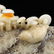 Multicolour Hetian Jade Deadwood & Mushrooms Statue - 9