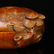 Vintage Chinese Boxwood Wood Carved Pine Tree Box - 5