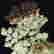 item-127517730=4
