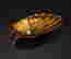item-130551612=6