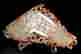 item-130551656=6