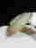 item-130552273=4