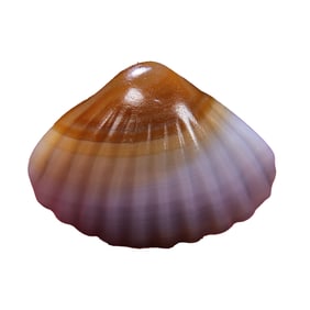 Chinese Agate Carved Shell Pendant