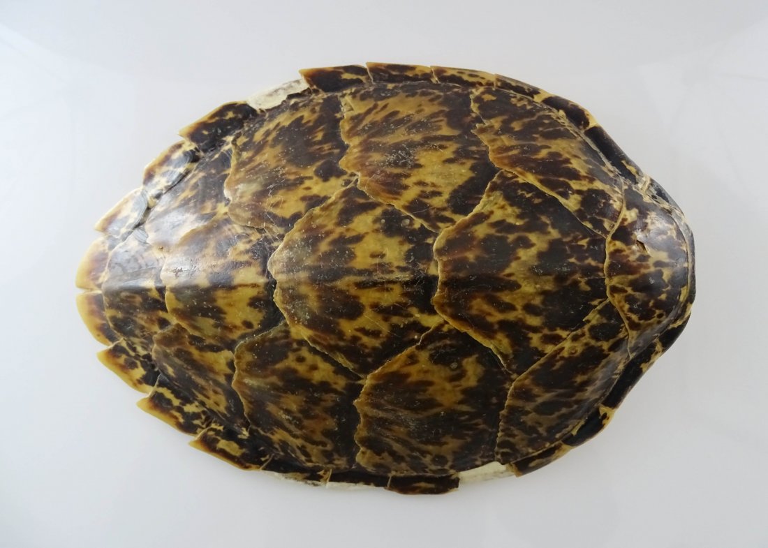 Eretmochelys Imbricata Shell: Turtle shell Lamp and Rattle.The surface is very smooth, with russet and light yellow patterns, weight 182g, size 26.5cm*19cm 玳瑁壳。玳瑁属爬行&#