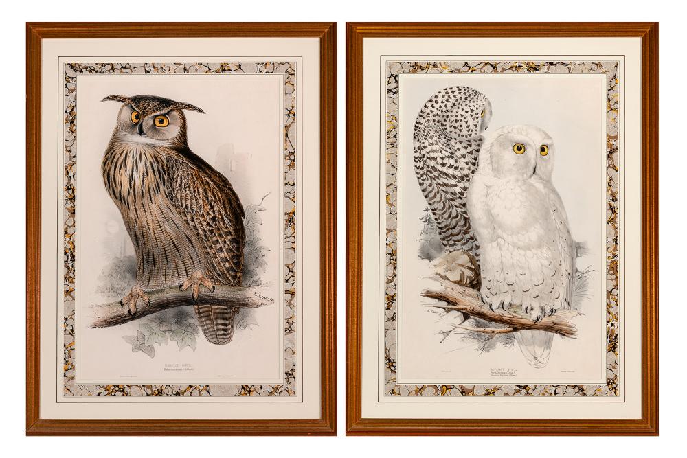 Edward Lear EAGLE OWL; SNOWY OWL Two hand-colored (1 of 7)