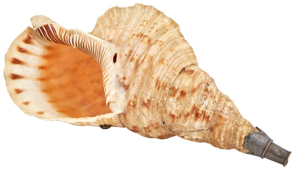 A Japanese Conch Shell Horn, Horugai (1 of 7)