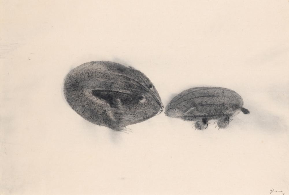 Morris Graves American, 1910-2001 Irish Fauna, 1954 (1 of 4)