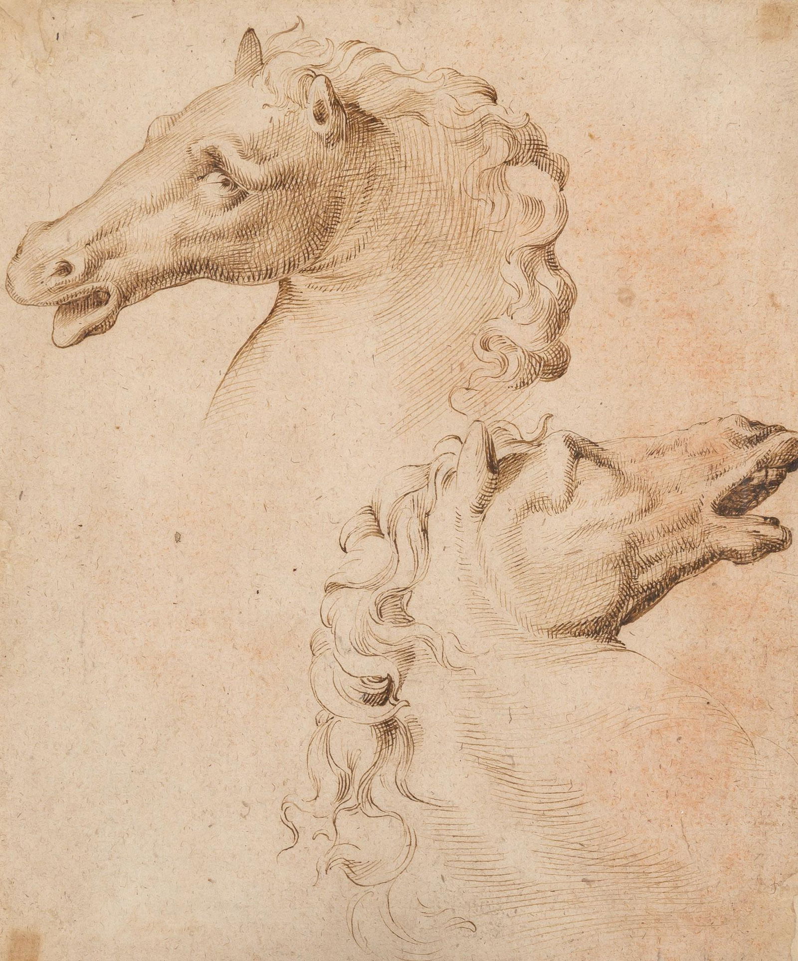 Bartolomeo Passarotti Italian, 1529-1592 Studies of Two Horse Heads: Bartolomeo Passarotti Italian, 1529-1592 Studies of Two Horse Heads Brown ink on paper 12 1/8 x 10 1/4 inches (30.7 x 26 cm) Provenance: Helene C. Seiferheld Gallery, New York Prvate collection, New Y