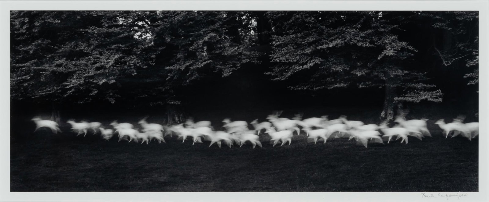CAPONIGRO, PAUL (b. 1932) Running White Deer, County Wicklow, Ireland, 1967.: CAPONIGRO, PAUL (b. 1932) Running White Deer, County Wicklow, Ireland, 1967. Gelatin silver print, 7 x 19 inches (175 x 480 cm) dry-mounted to card, signed (l.r.) on the mount in pencil. Fine example.