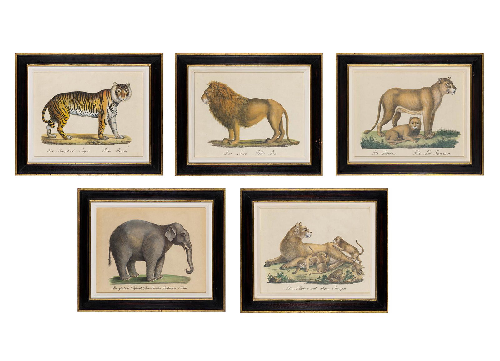 Karl Joseph Brodtman [ANIMAL STUDIES] Five color photoreproductions (1 of 11)