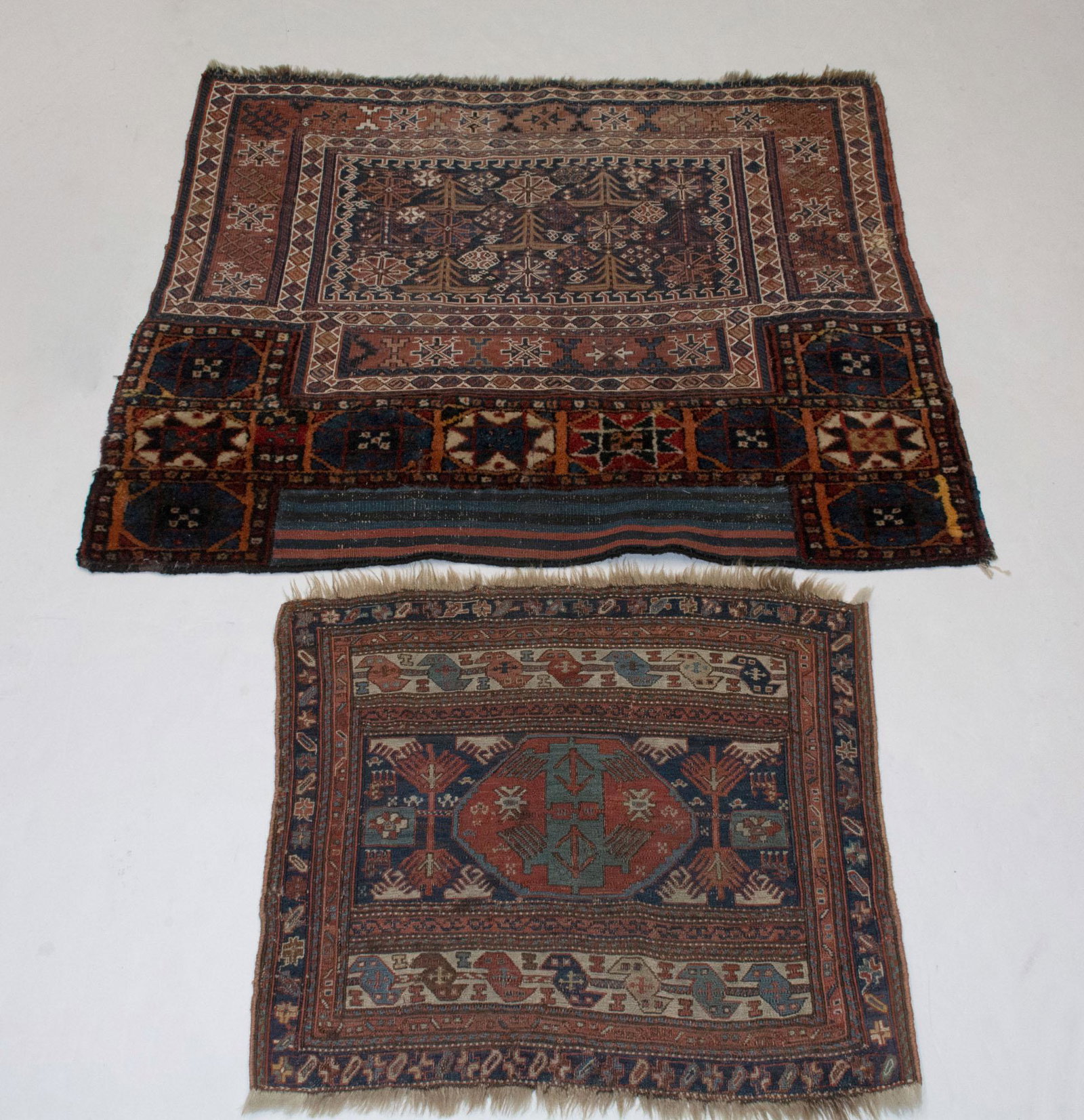 Two Persian Bagfaces (1 of 3)