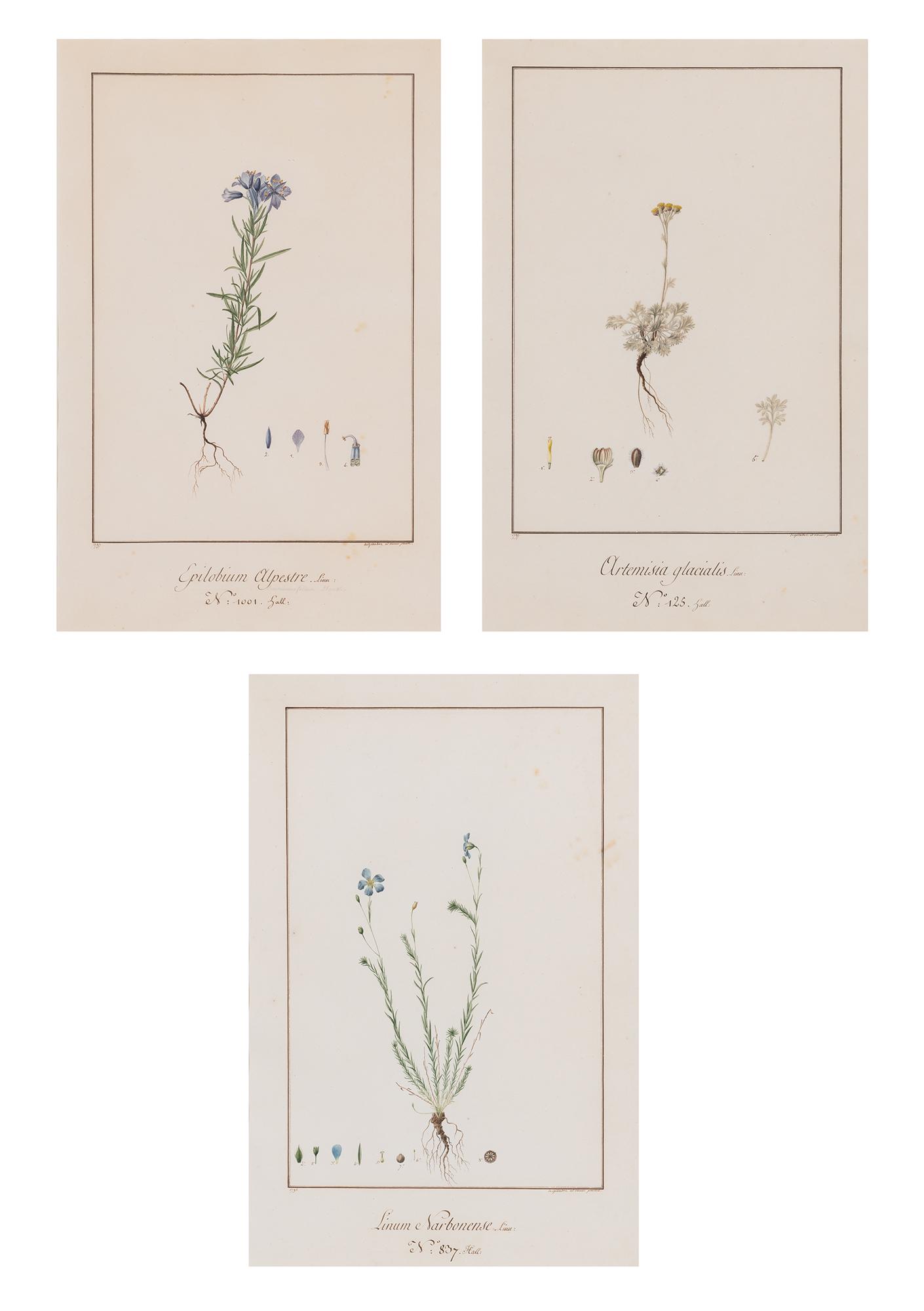 Degillaboz French, 18th/19th century Botanical Drawings, 1796/1797: Three (1 of 7)