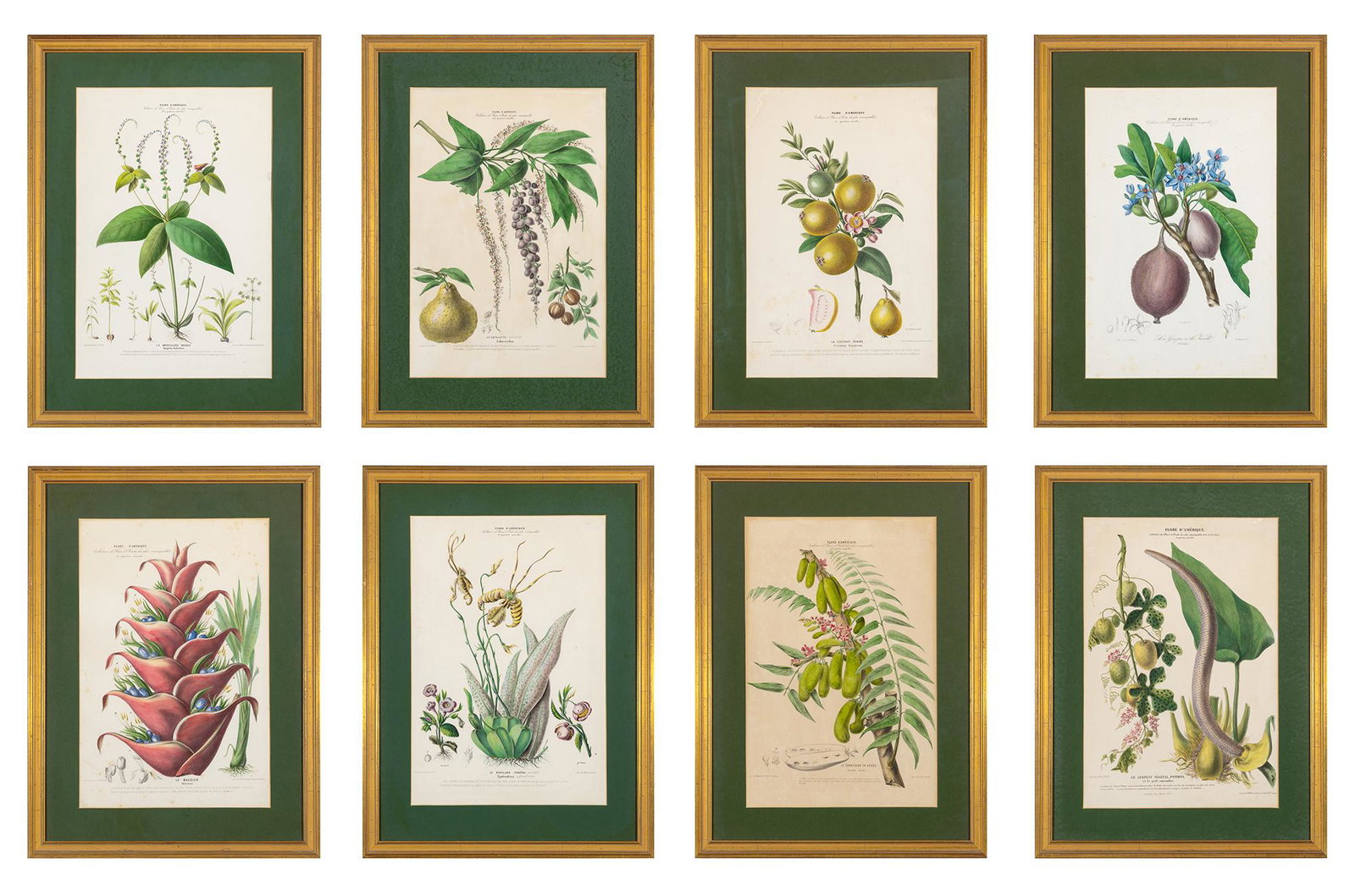Étienne Denisse [PLANT STUDIES] Eight hand-colored lithographs, from Flore d'Amérique..., (1 of 17)