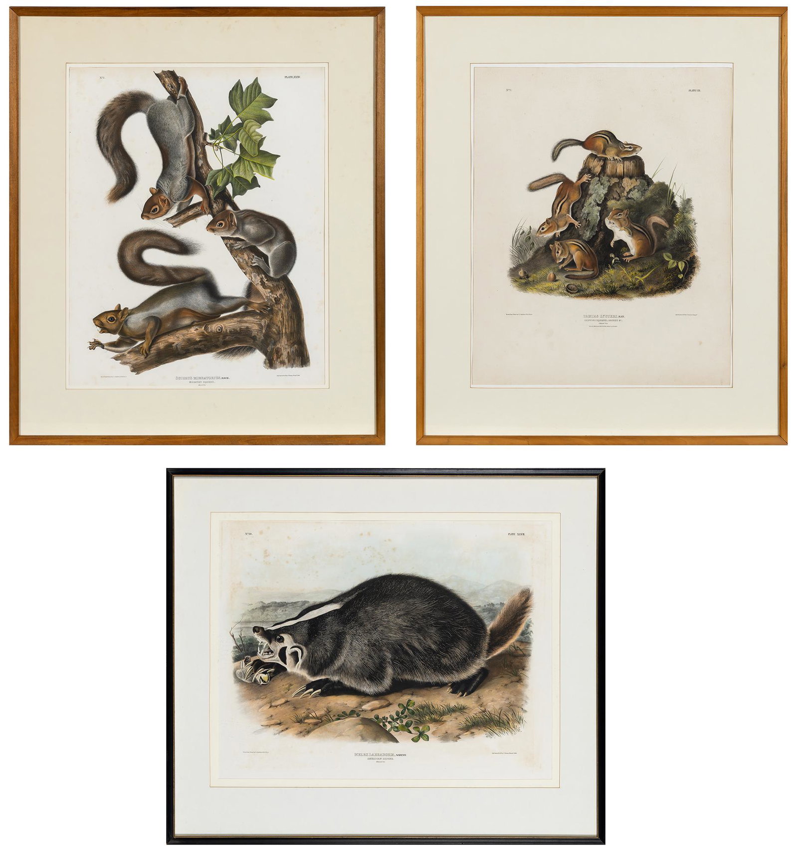 After John James Audubon CHIPPING SQUIRREL; MIGRATORY SQUIRREL; AMERICAN BADGER Three h-c (1 of 4)