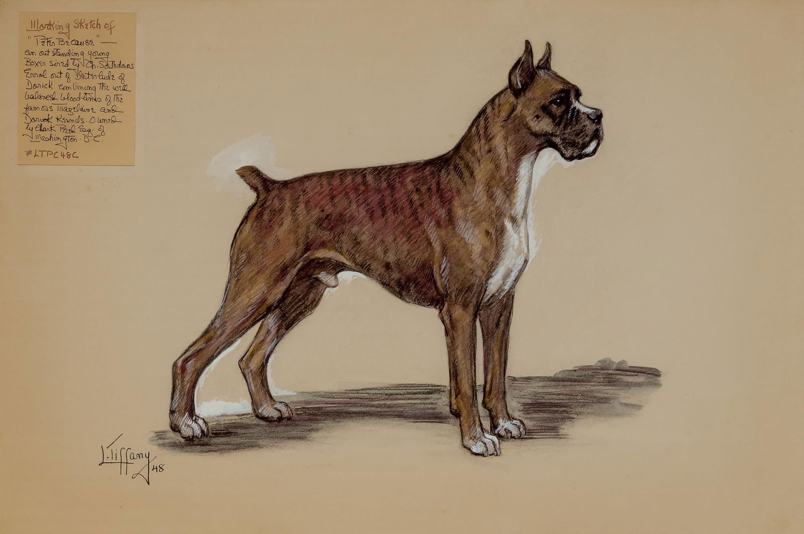 Lillian Tiffany American, b. 1900 Portrait of Peter Because, 1948 Signed and dated L. Tiffany 48 (1 of 4)