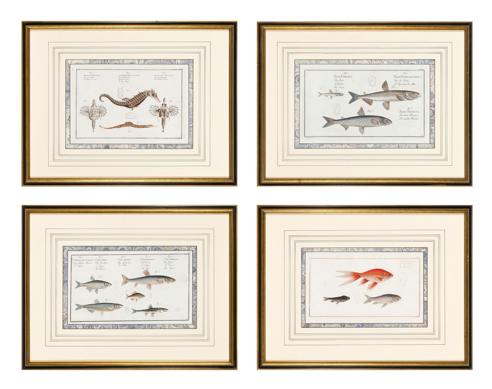 Marcus Elieser Bloch (1723-1799), author (1 of 5)