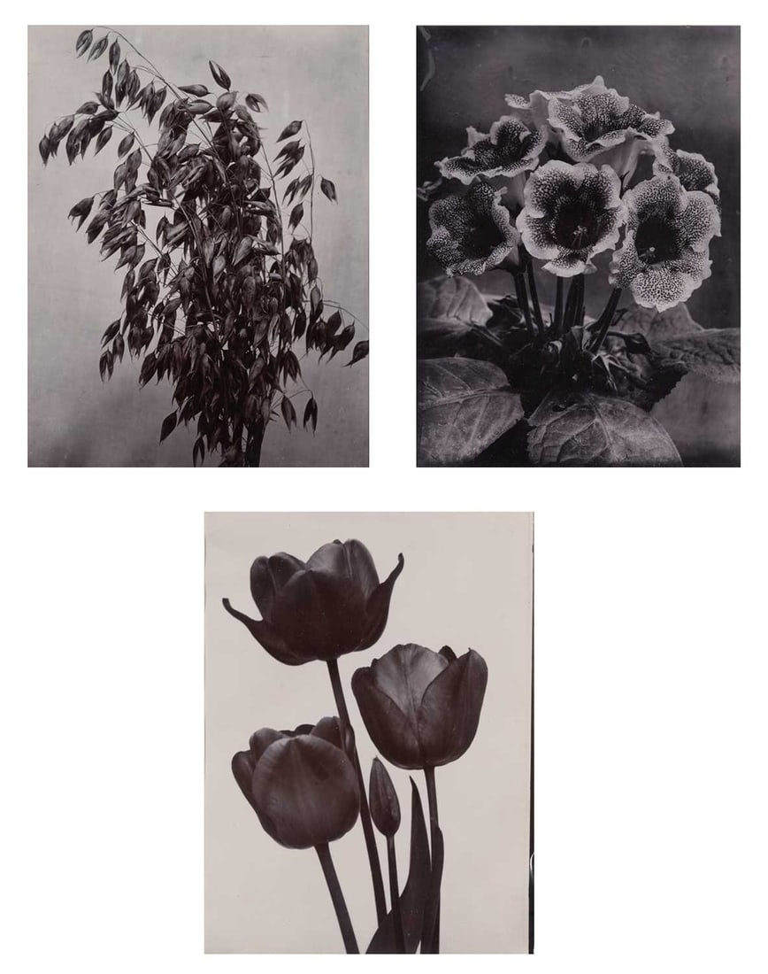 CHARLES JONES. Three flower studies (1 of 10)
