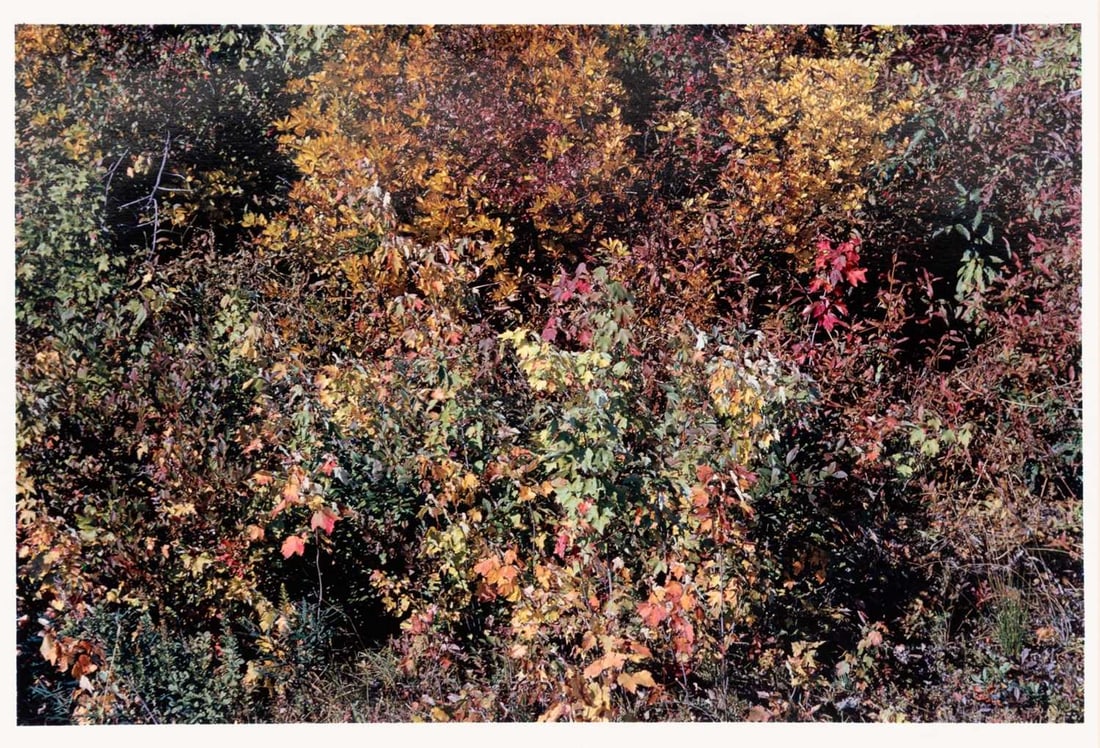 Harry Callahan. Providence, leaves (1 of 1)