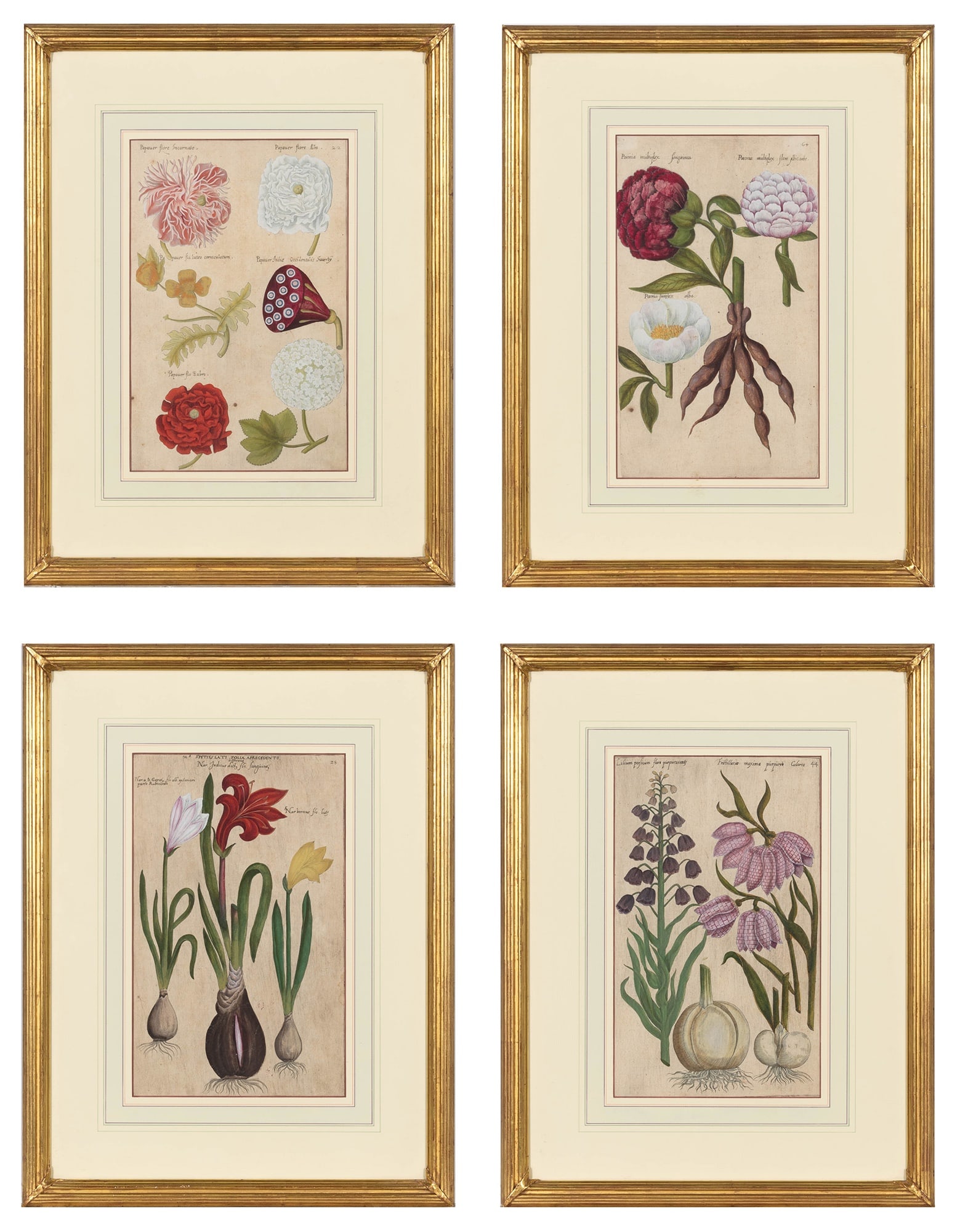 Emanuel Sweert (1552-1612) (1 of 5)