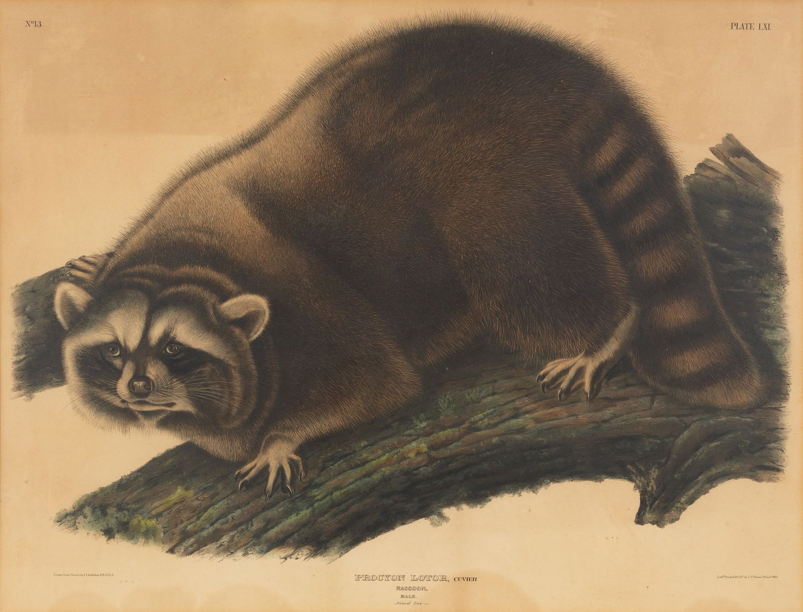 After John James Audubon (1785-1851) (1 of 2)