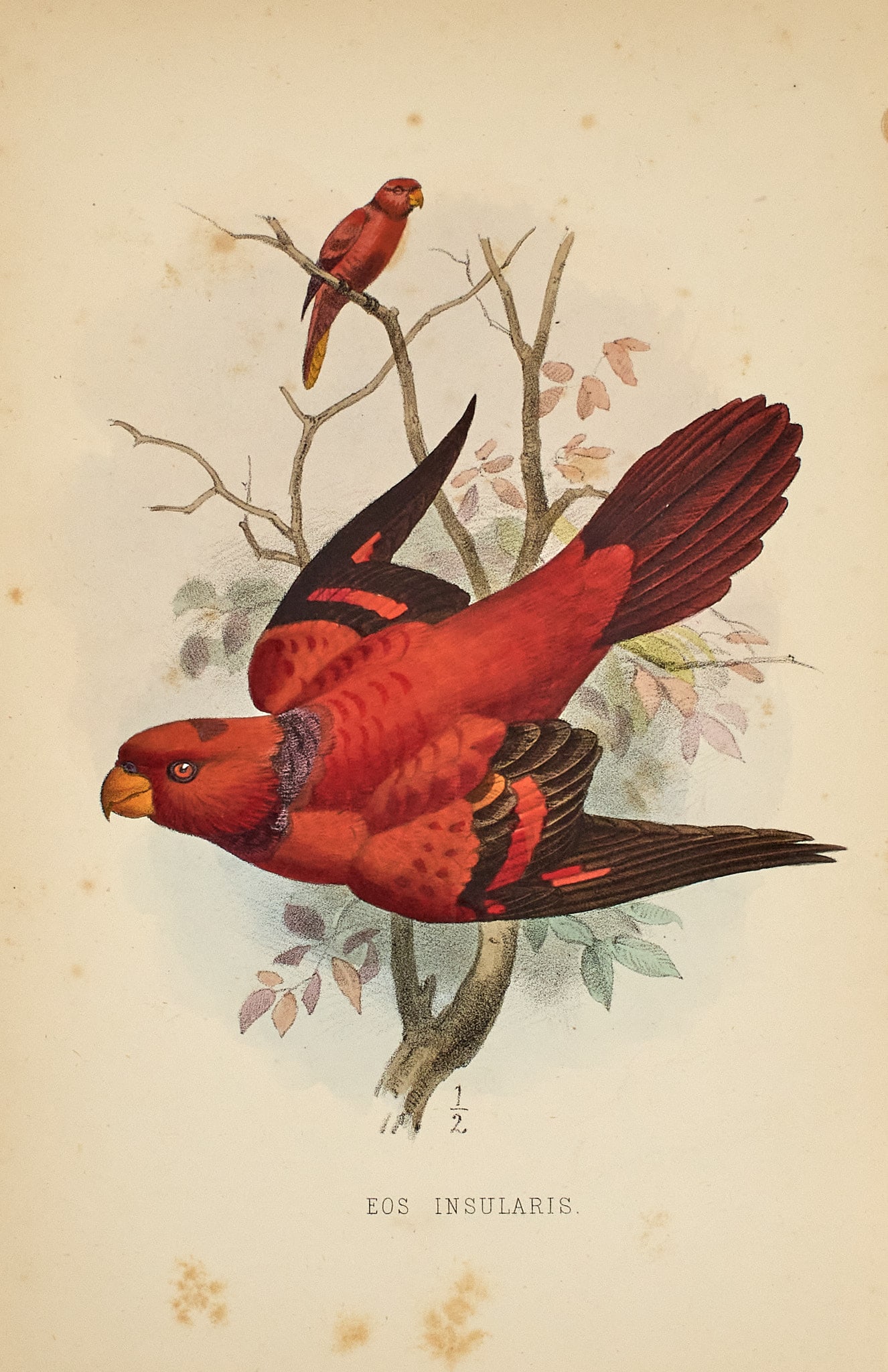 Guillemard The Cruise of the Marchesa to Kamschatka & New Guinea: GUILLEMARD, FRANCIS HENRY HILL The Cruise of the Marchesa to Kamschatka & New Guinea with Notices of Formosa, Liu-Kiu, and various Islands of the Malay Archipelago. London: John Murray, 1886. Firs