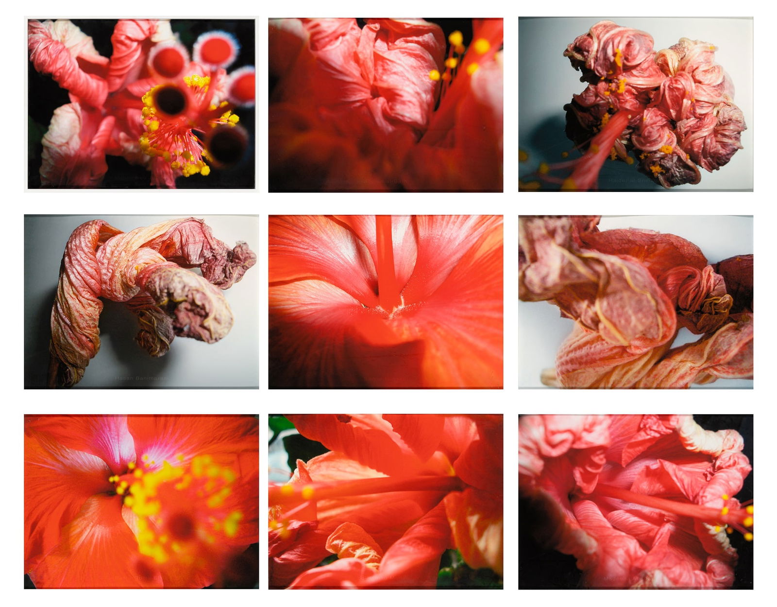 Vera Lutter: Samar Hussein, 9/1/2003: LUTTER, VERA (b. 1960) Samar Hussein, 9/1/2003. Suite of 9 giclee prints on ultra-smooth paper, 571 x 762 mm (22 1/2 x 30 inches) each signed, dated and numbered from the edition of twelve. The prints