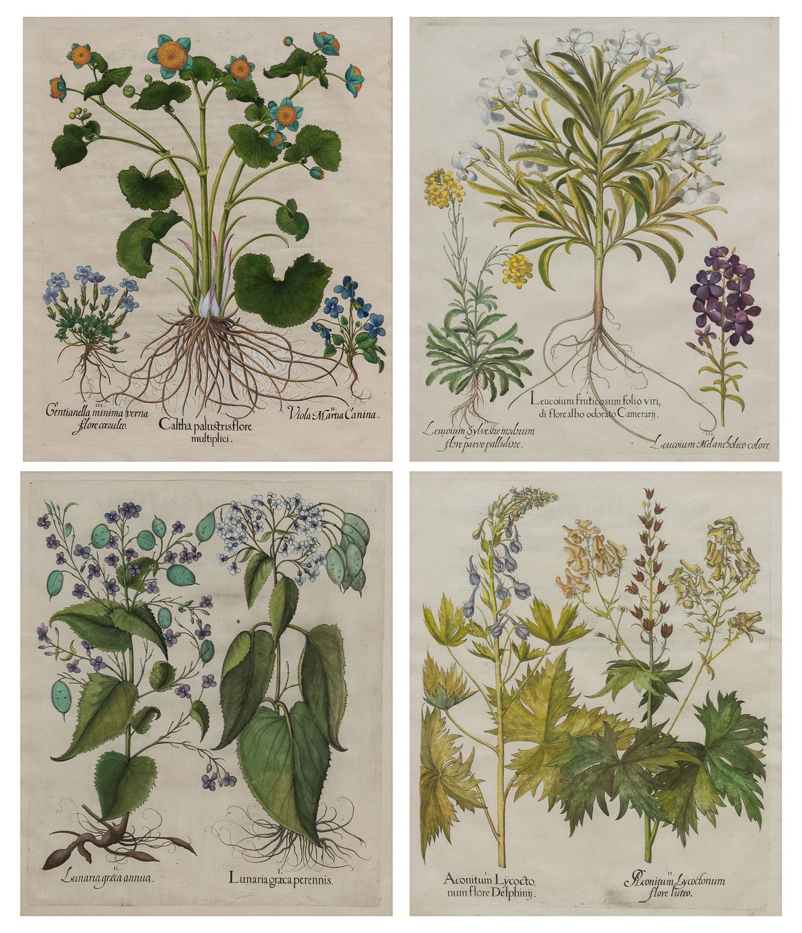 Basilius Besler (1561-1629) (1 of 7)