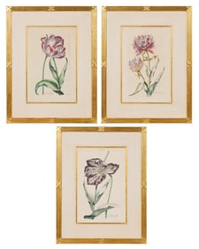 After Georg Dionysius Ehret (1708-1770)