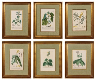 Johann Jakob Haid (1704-1767) after Georg Dionysius Ehret (1708-1770)