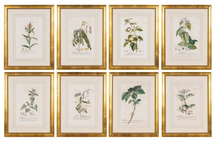 Johann Jakob Haid (1704-1767) after Georg Dionysius Ehret (1708-1770)