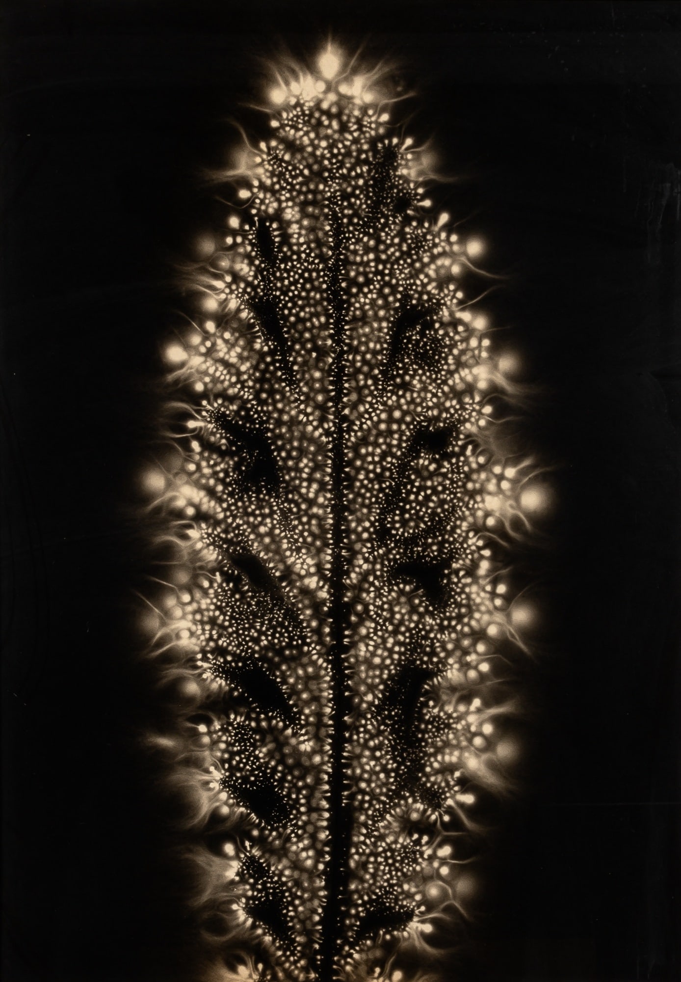 Walter Chappell Meta-Flora, 1970s (1 of 2)