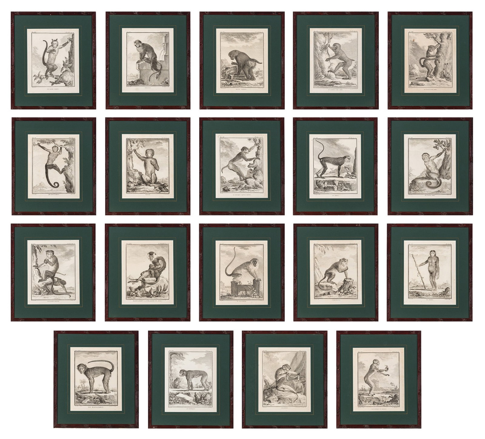 Jacques de Sève (fl. 1742-1788): Estate / Collection: The Collection of Joanne B. Breyer [SIMIAN STUDIES] Nineteen engravings, from Histoire Naturelle, Générale et Particulière, avec la Description du Cabinet du Roi, framed. Plate
