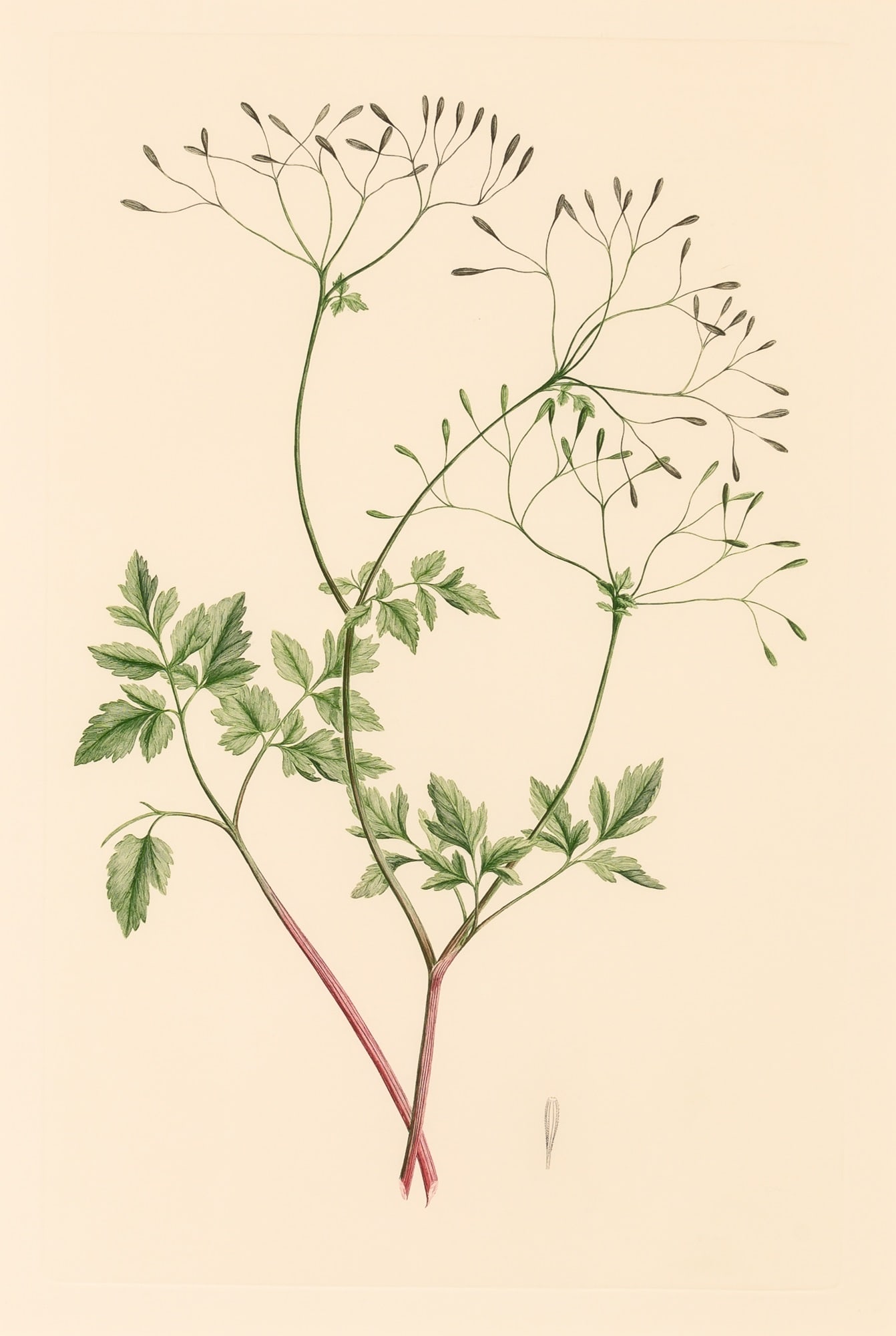 A Complete Set of Banks' Florilegium (1 of 7)