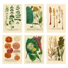 After Johann Wilhelm Weinmann (1683-1741)