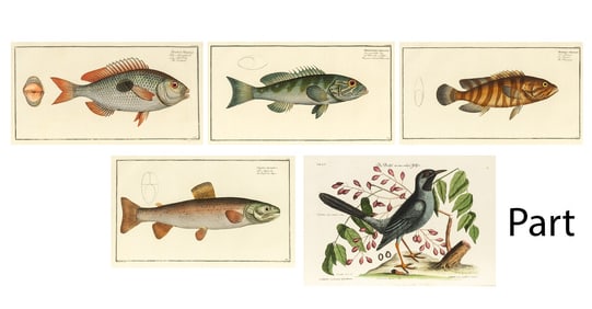 Marcus Elieser Bloch (1723-1799)