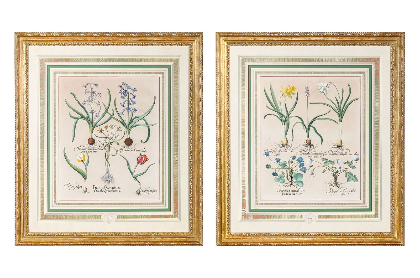 Basilius Besler (1561-1629): [FLORAL STUDIES]Two hand-colored engravings, from Hortus Eystettensis (The Garden of Eichstatt), Eichstatt and Nuremberg, 1613, framed.Plates 18 3/4 x 15 1/2 inches; 476 x 394 mm.Fr