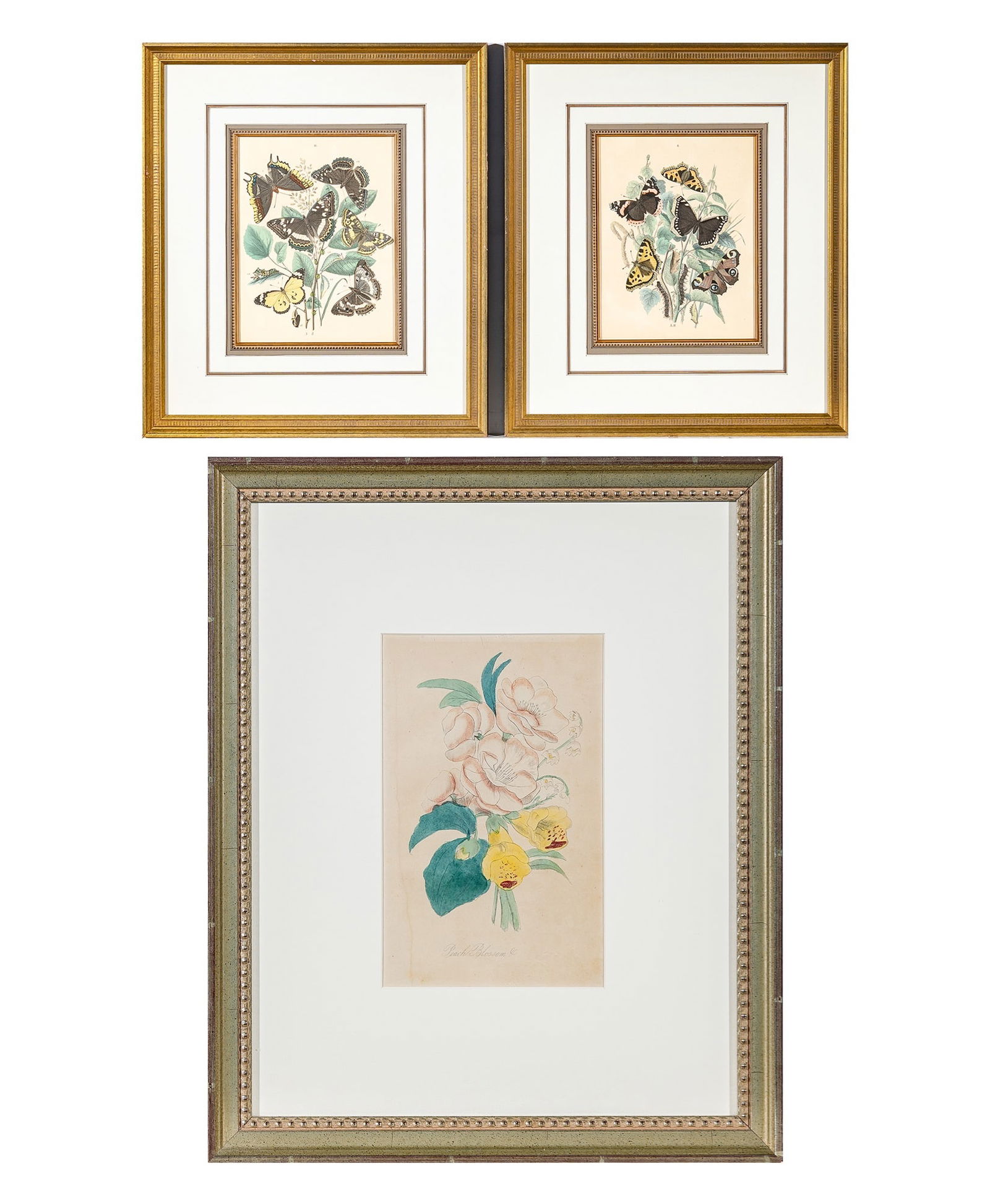 W.F. Kirby: [BUTTERFLY STUDIES]Two hand-colored prints, from European Butterflies and Moths... Based Upon Berge's "Schmetterlingsbuch", published Cassell, Peter, Galpin & Co., London, 1882, framed; Together