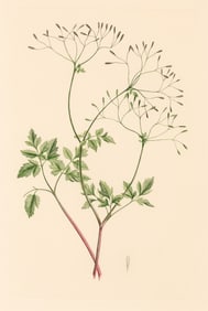 A Complete Set of Banks' Florilegium