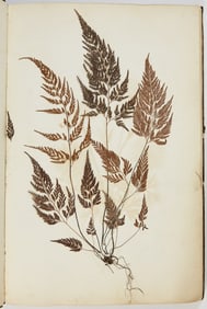 An 1860s album of dried flowers from France, Italy, and Switzerland