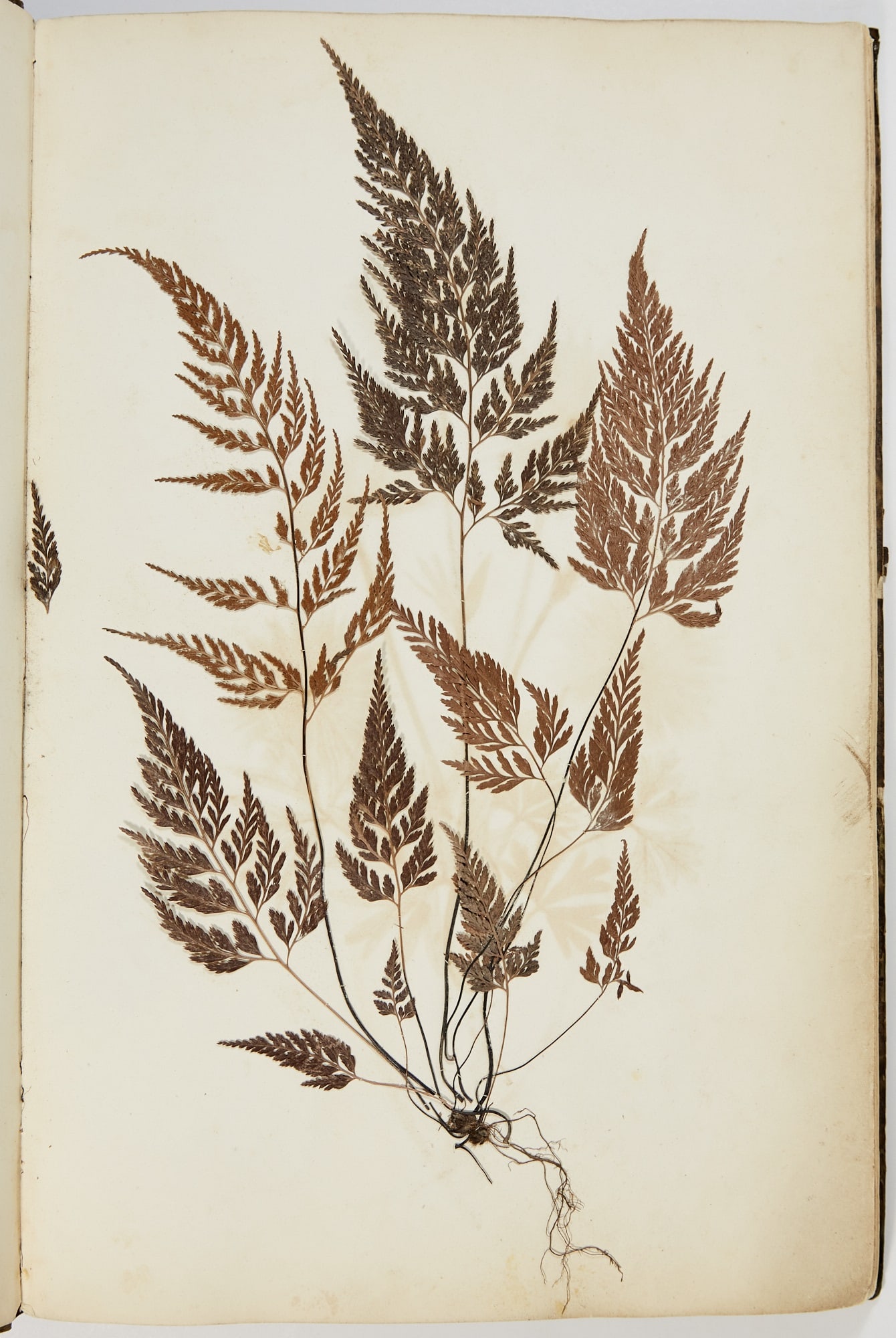 An 1860s album of dried flowers from France, Italy, and Switzerland: [HERBARIUM] A mid-nineteenth-century album of pressed flowers from Southern France and the Alps. Circa 1860. Period marbled paper over boards. 18 x 11 1/2 inches (46 x 29 cm); with 67 leaves of sewn-