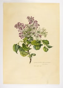 A fine manuscript botanical illustration