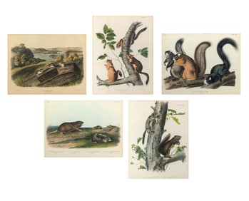 After John James Audubon (1785-1851)