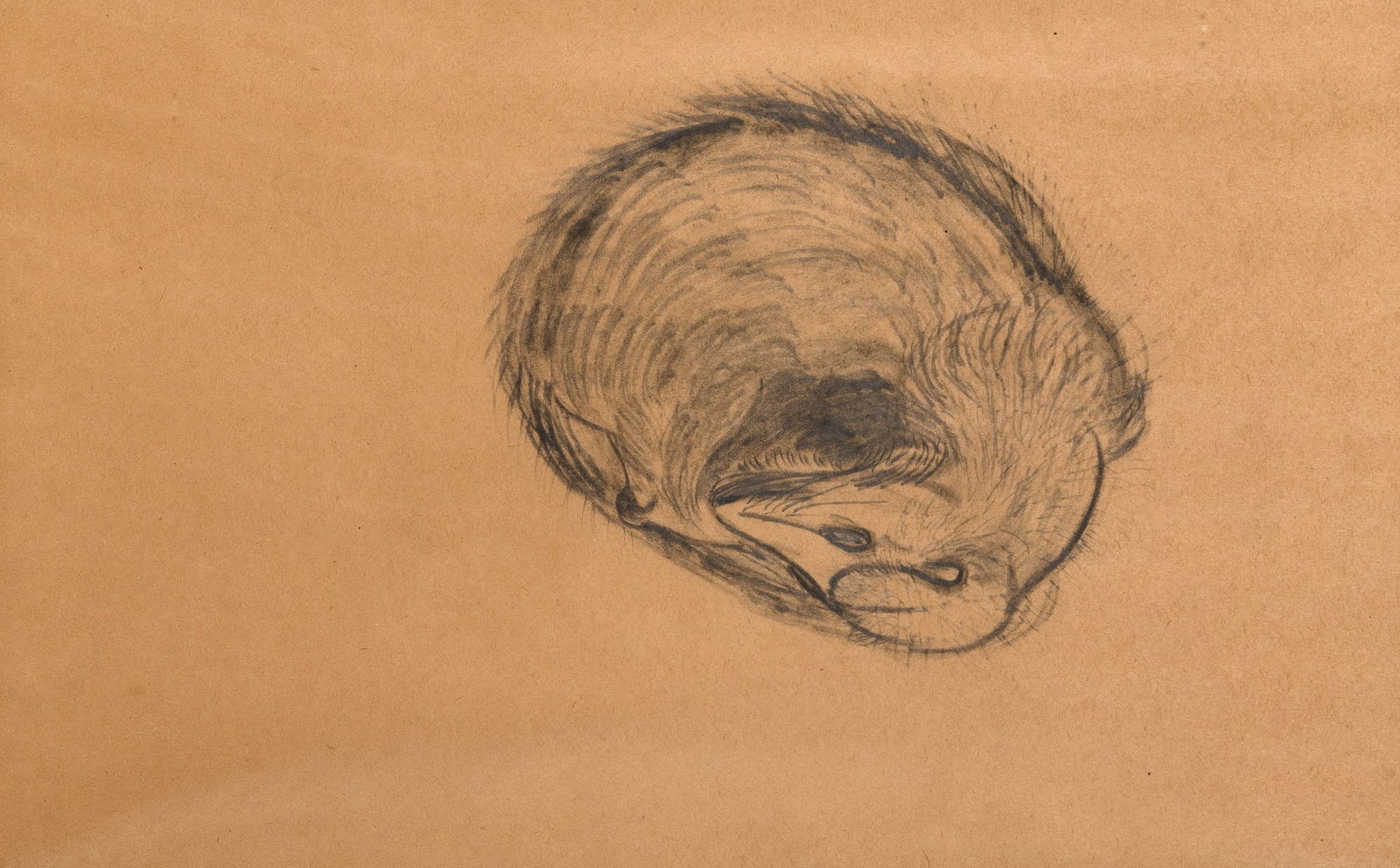 Morris Graves: American, 1910-2001Hibernation, 1954 Signed and Graves 54 (ll)Graphite on brown paper14 1/2 x 19 3/4 inchesProvenance:Willard Gallery, New YorkSale, Doyle, November 19, 201