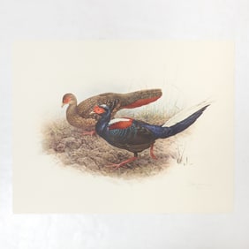 Set of Limited Edition Prints for The Rare Bird of China by Frederick Lansdowne