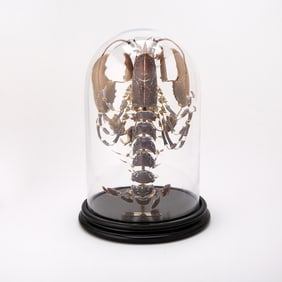 Lobster Exoskeleton