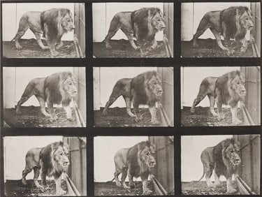 Eadweard Muybridge, [Lion], plate 721 from Animal Locomotion 1887