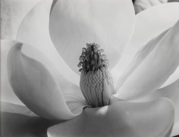 Imogen Cunningham, Magnolia Blossom 1925