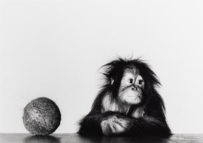 Irving Penn, Young Orangutan and Coconut, New York, Oct 12, 2004